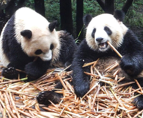 the panda in chengdu panda base