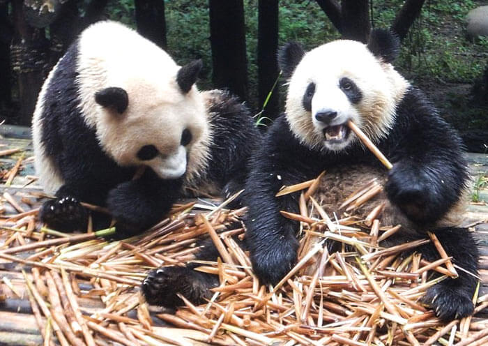 the panda in chengdu panda base